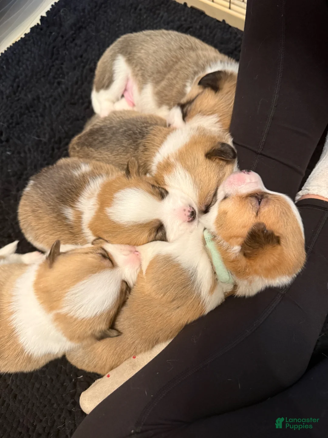 Welsh Corgi Pembroke dogs for sale: Good Friday 5F - Ad 61