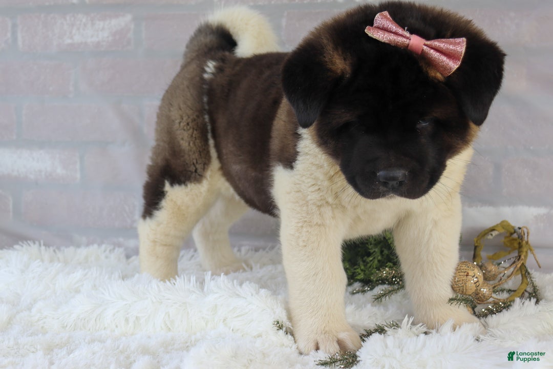 Akita dogs for sale: Rosa - Ad 30