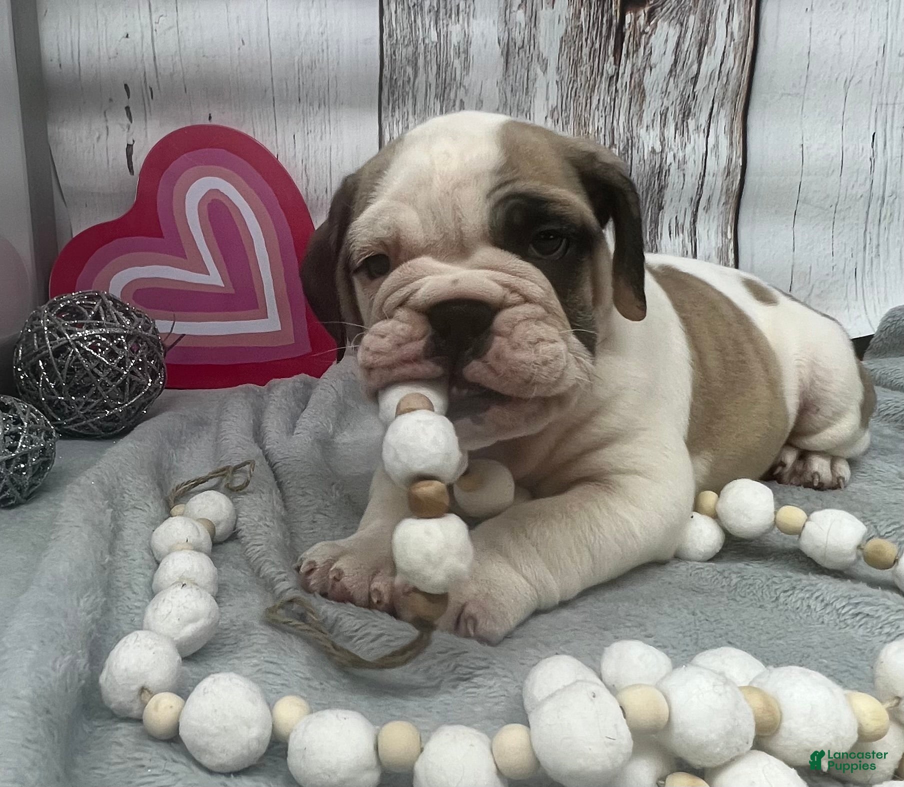 English Bulldog dogs English Bulldog Puppy 2 - Ad 3