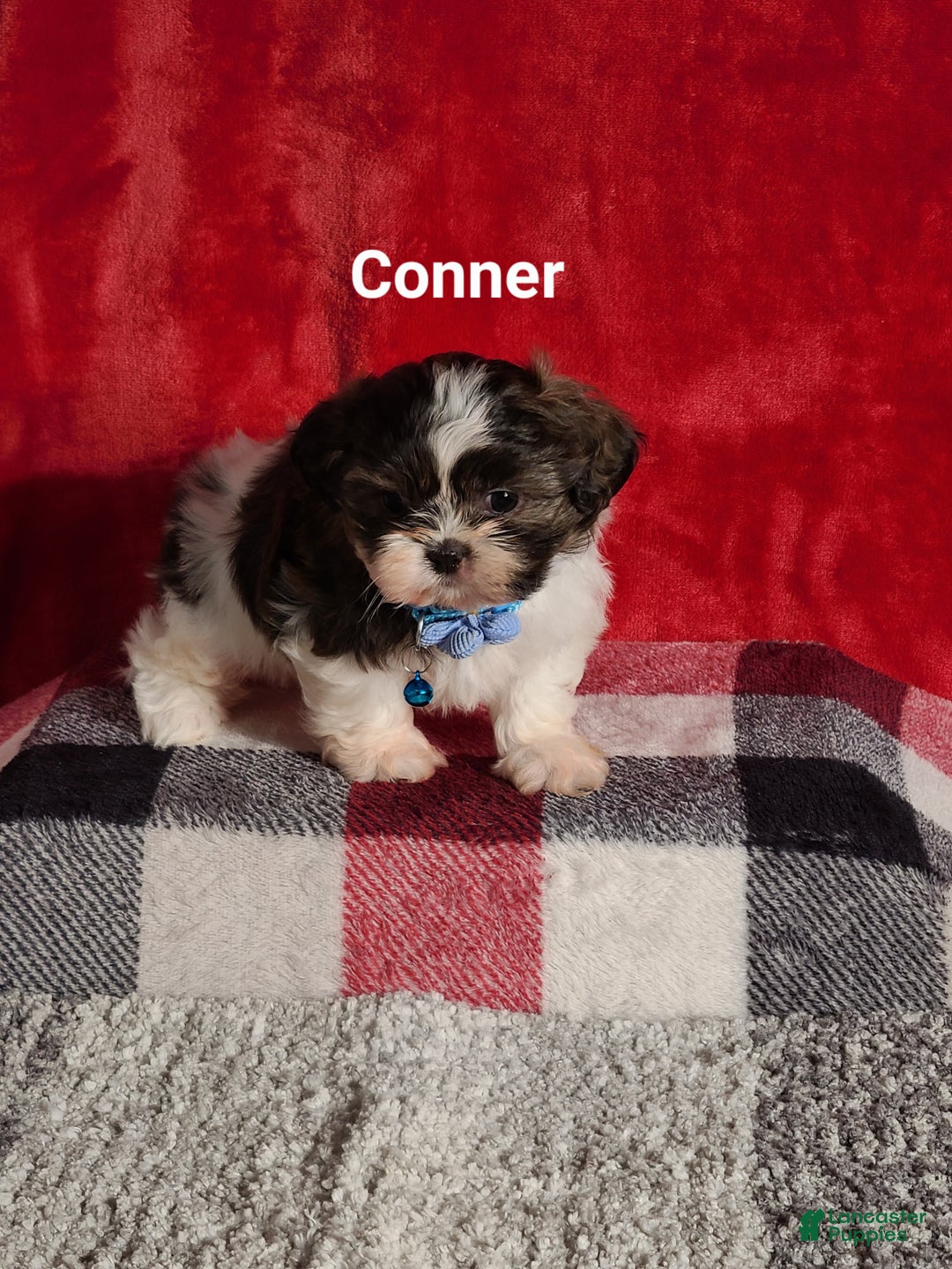 Shih Tzu dogs for sale: Conner  - Ad 5