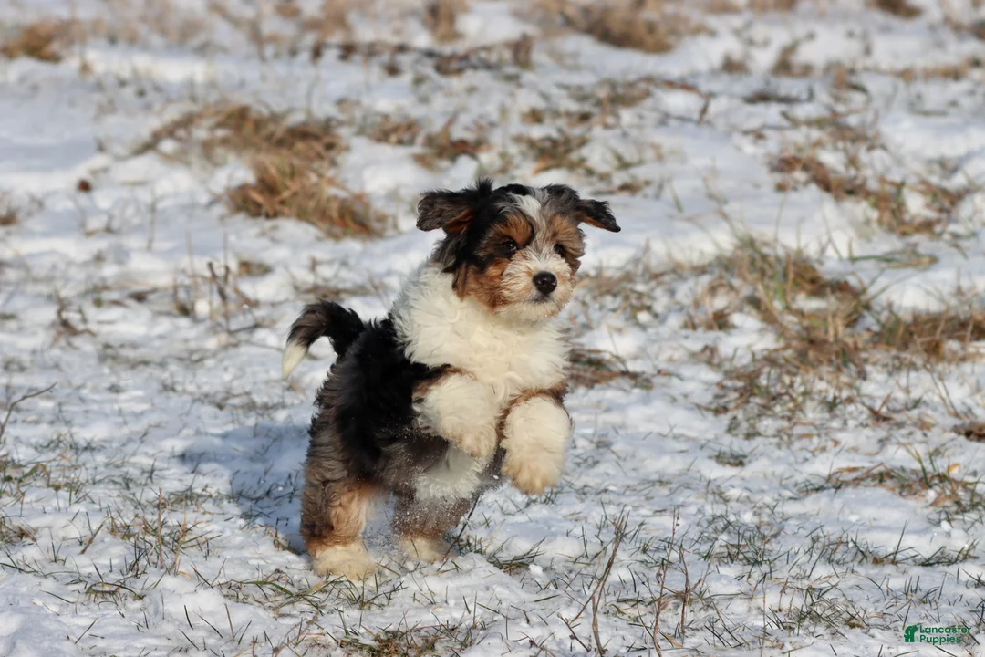 Mini Aussiedoodle dogs for sale: Iced Slushy  - Ad 2
