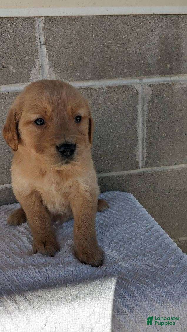 Golden Retriever dogs cody - Ad 31