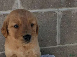 Golden Retriever dogs cody - Ad 42