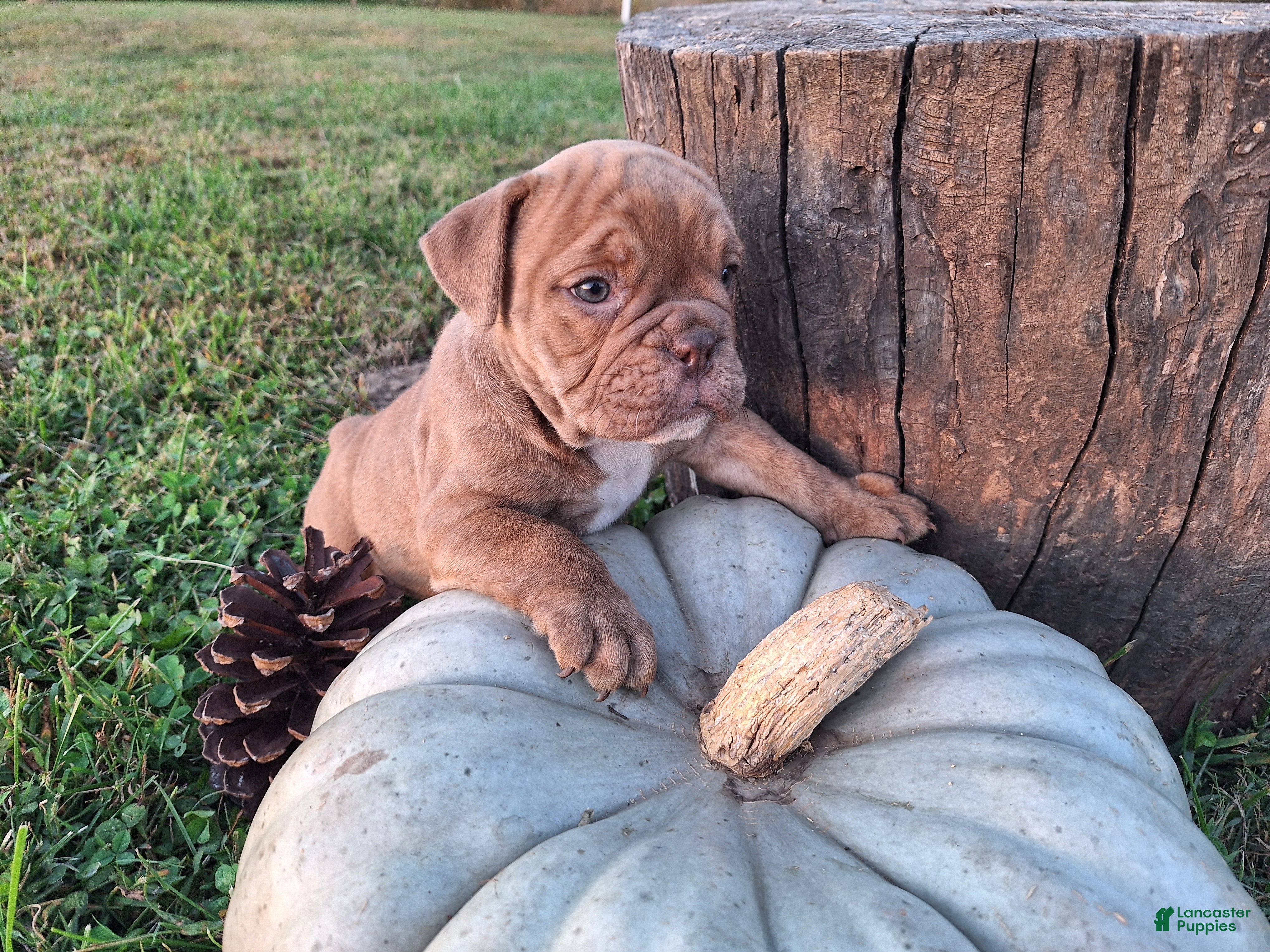 English Bulldog dogs for sale: Dolly - Ad 2