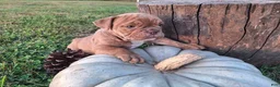 English Bulldog dogs for sale: Dolly - Ad 2