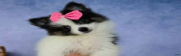 Pomeranian dogs for sale: Estella🎀 - Ad 13