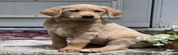 Labradoodle dogs for sale: Tawny - Ad 1