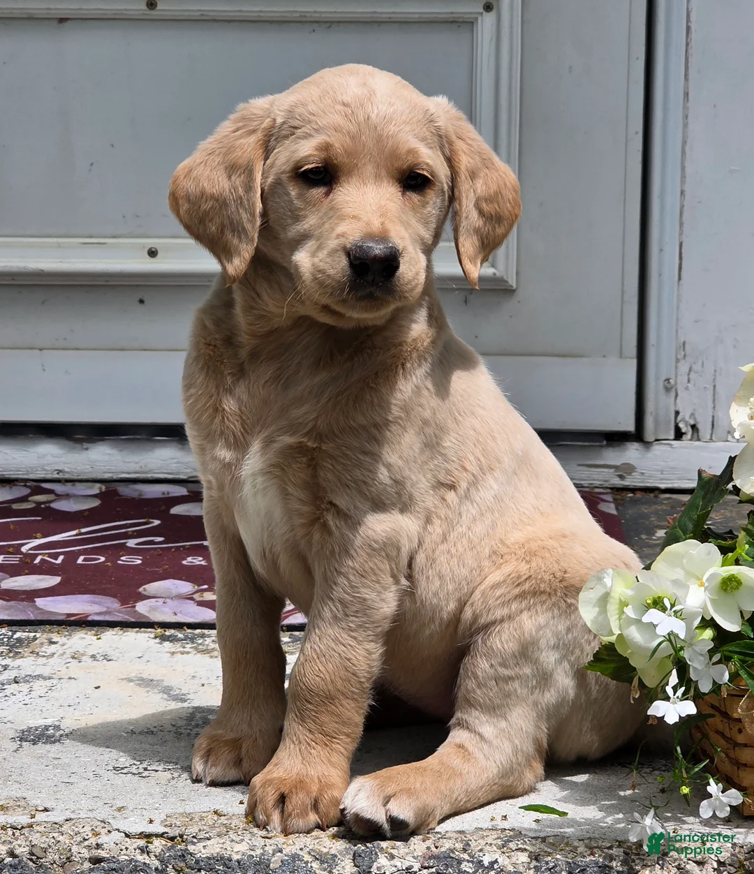 Labradoodle dogs for sale: Tawny - Ad 1
