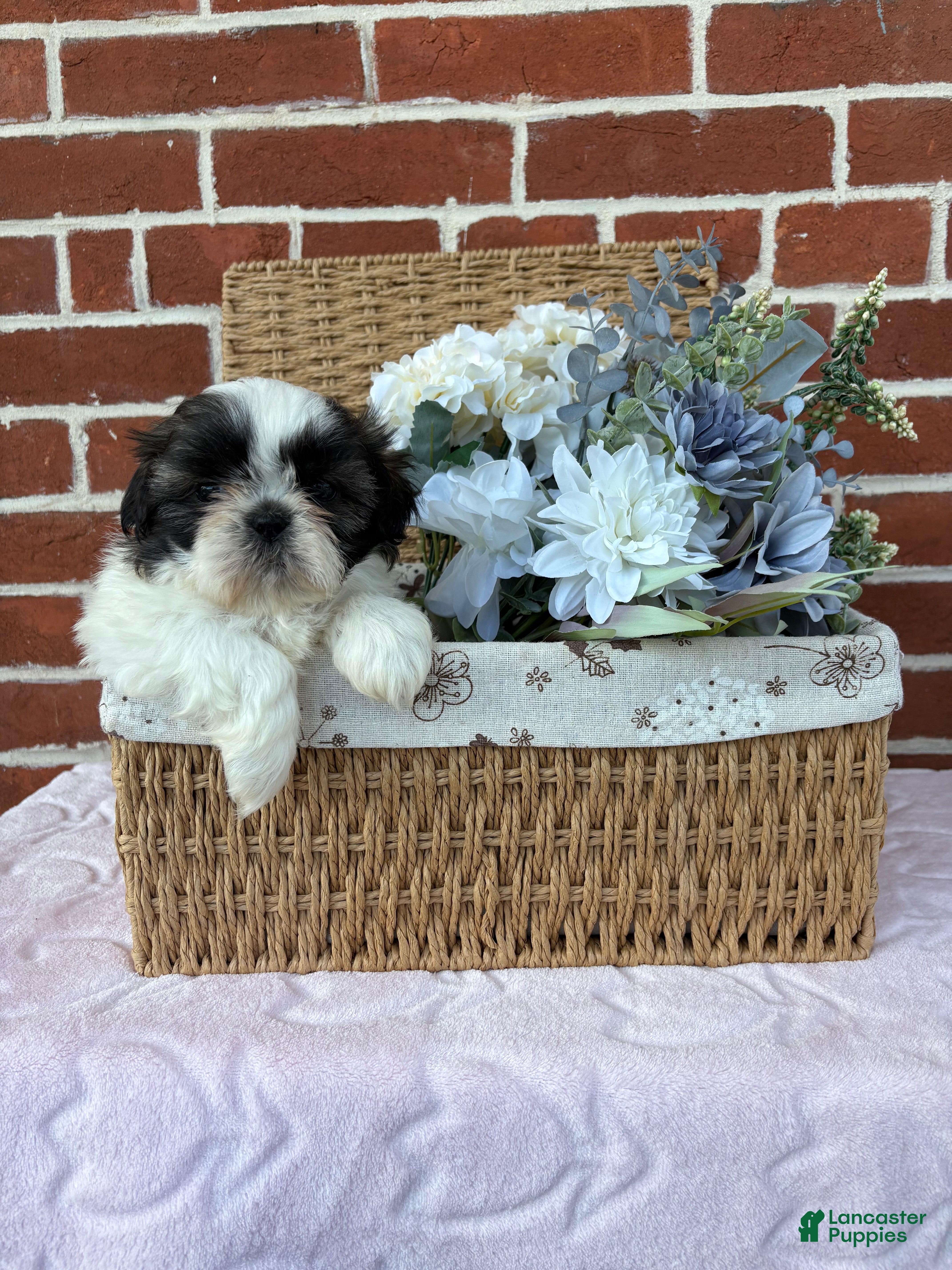 Shih Tzu dogs Wendy - Ad 1