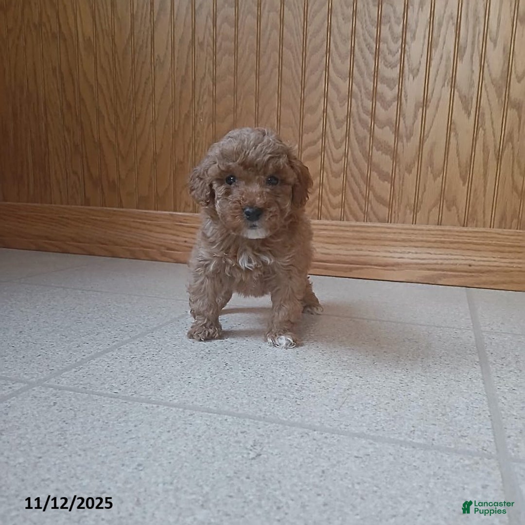 Toy Poodle dogs for sale: Teddy - Ad 1