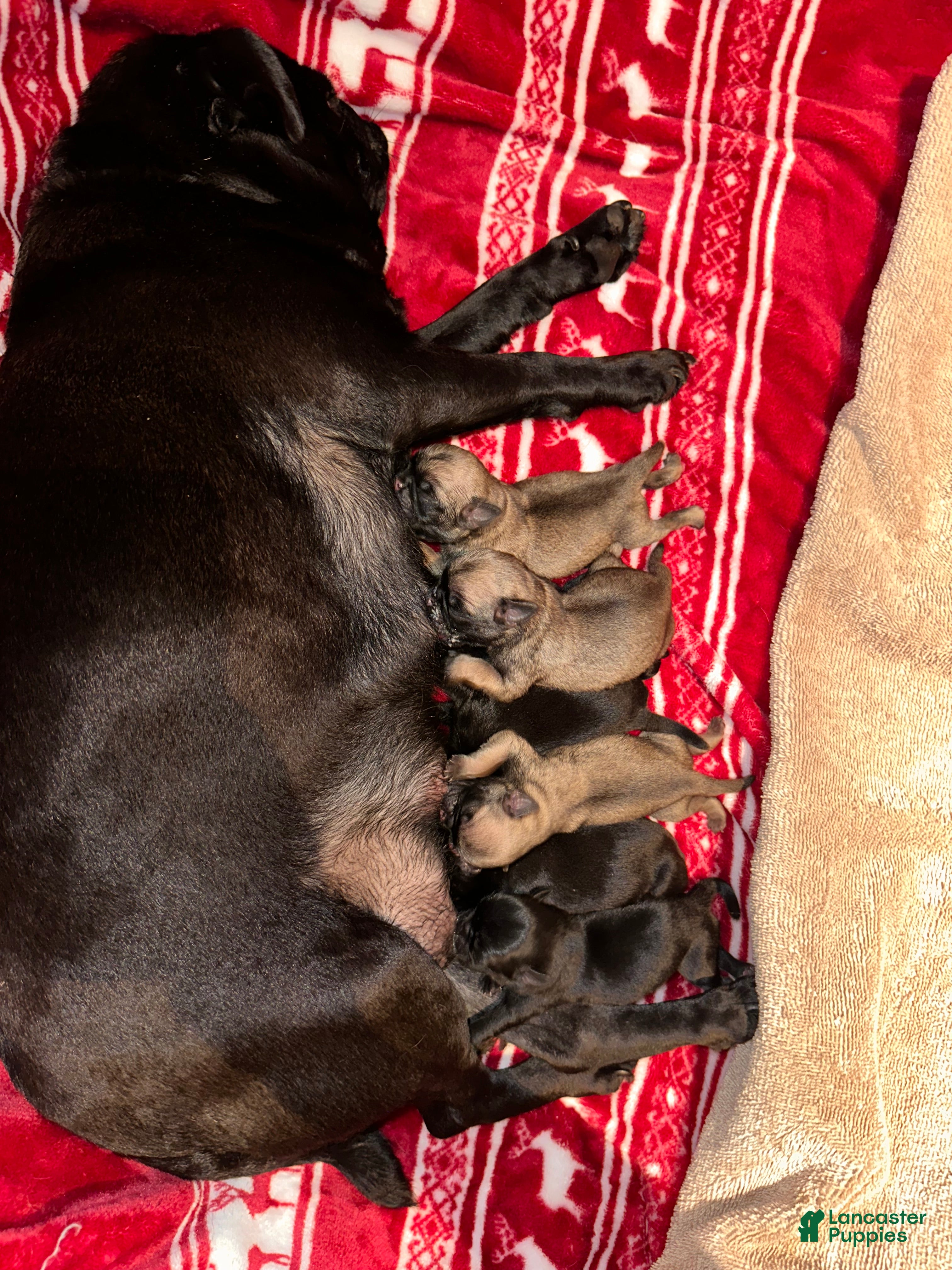 Pug dogs Lilly - Ad 14