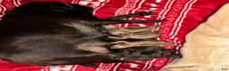 Pug dogs for sale: Lilly - Ad 1
