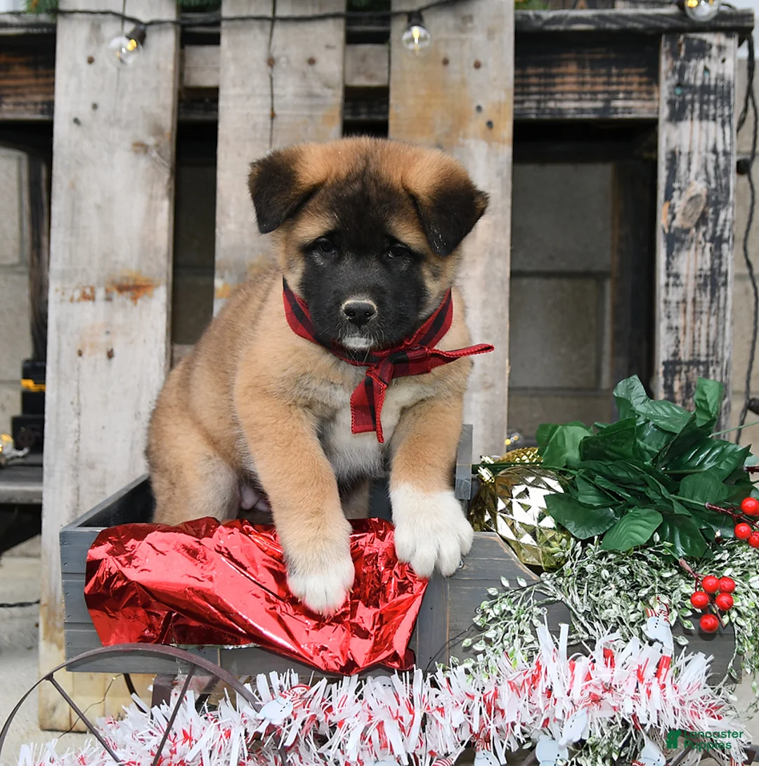 Gallery Image {{count}}