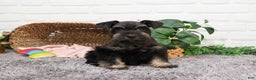 Miniature Schnauzer dogs for sale: Paige - Ad 6