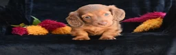 Miniature Dachshund dogs for sale: Ruby - Ad 9