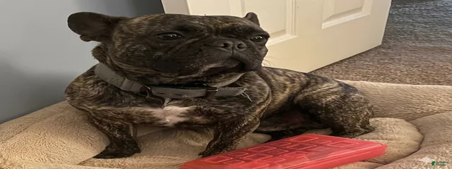 Zuko