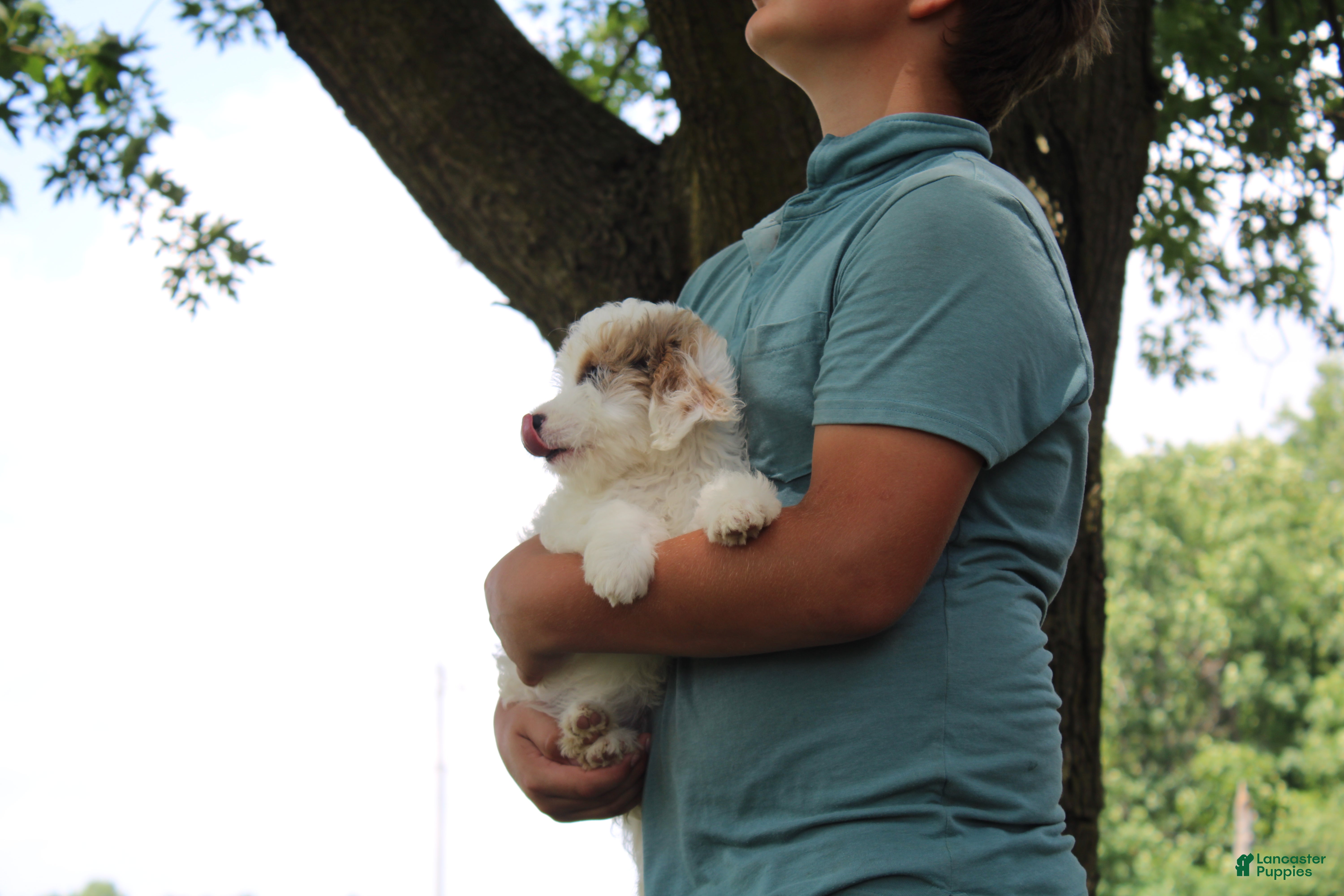 Mini Goldendoodle dogs Ria - Ad 2