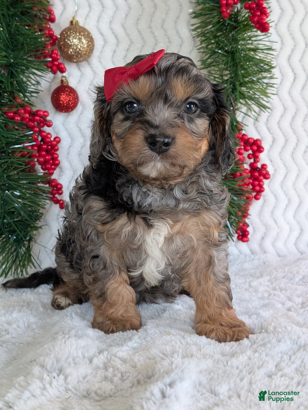 Cavapoo dogs for sale: Bluey - Ad 16