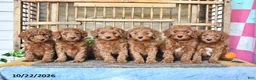 Mini Goldendoodle dogs for sale: Cade - Ad 5