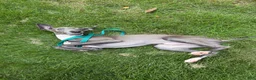 Italian Greyhound dogs for sale: Percy - Ad 8