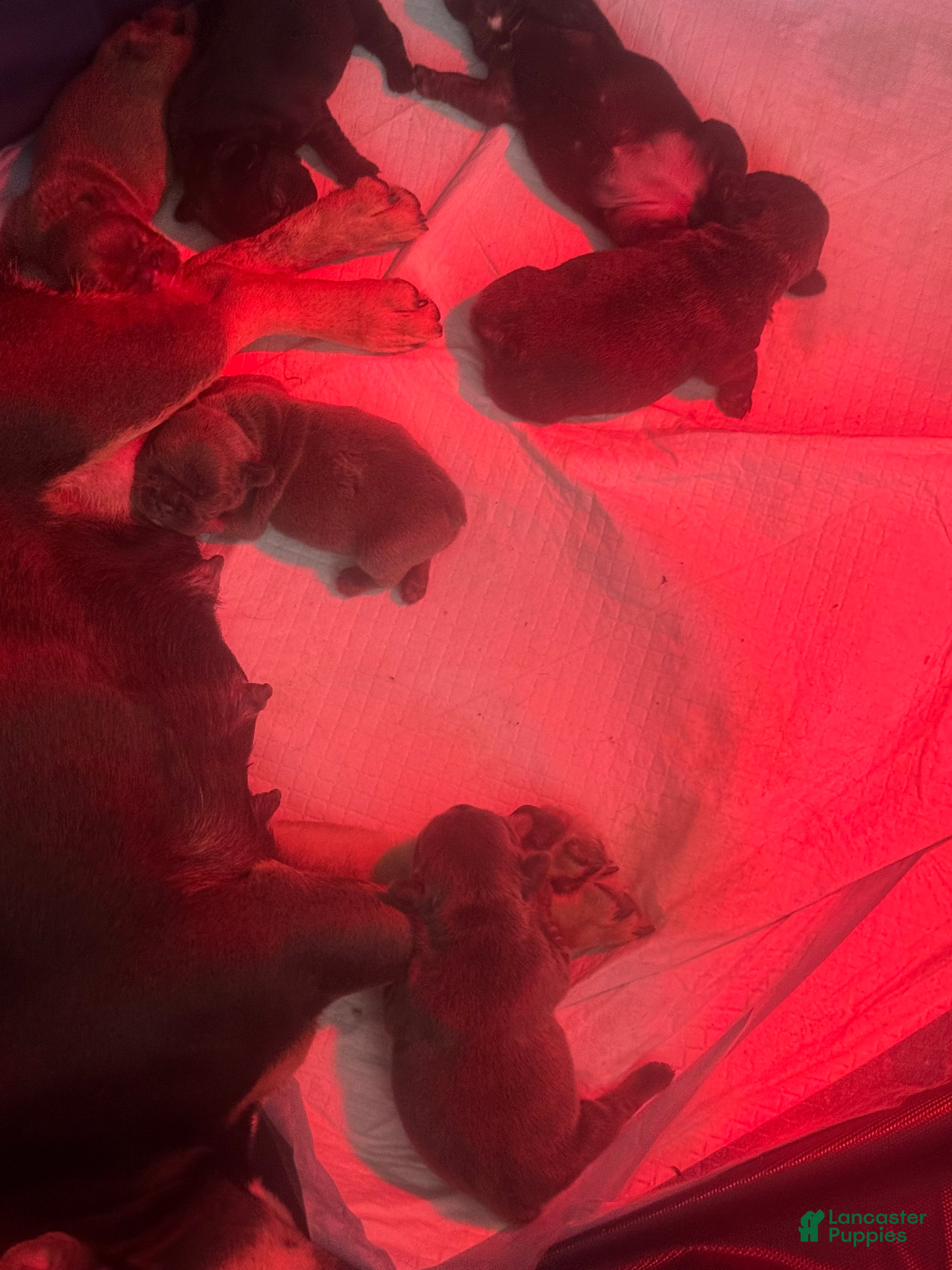 French Bulldog dogs  Puppy 6 - Ad 2