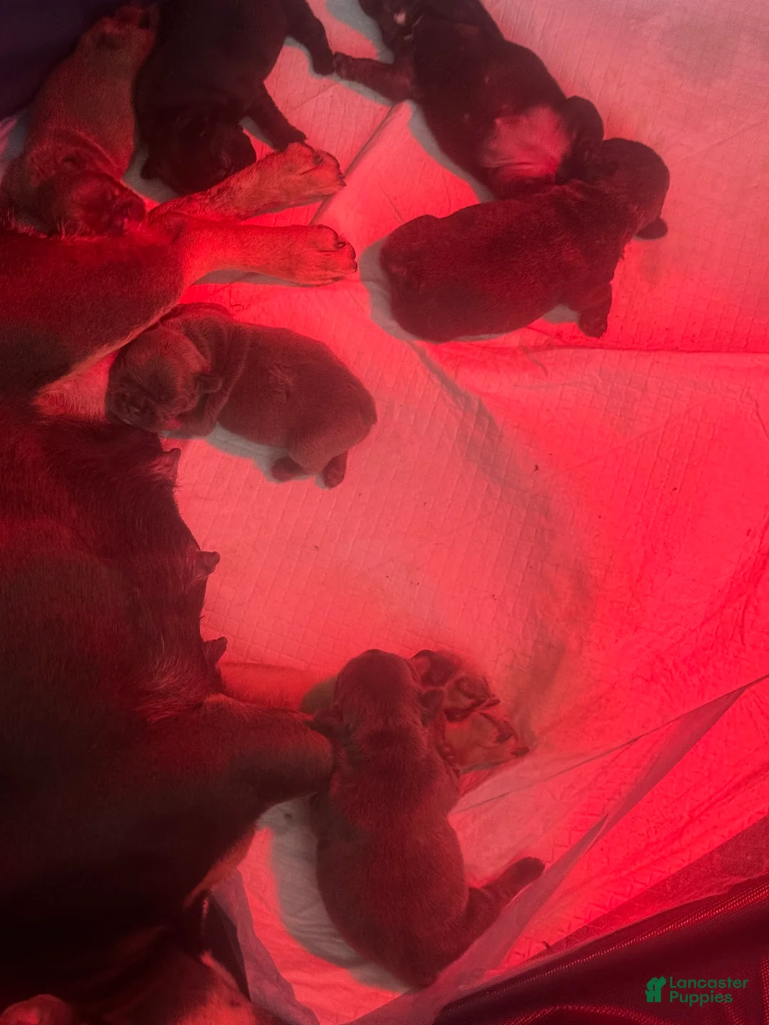 French Bulldog dogs for sale:  Puppy 6 - Ad 1