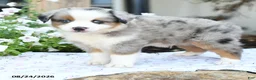 Miniature Australian Shepherd dogs for sale: Wilbur - Ad 3