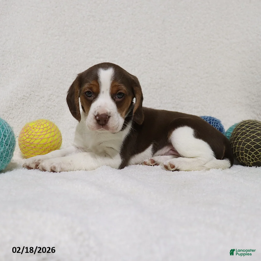 Beagle dogs for sale: Nutmeg - Ad 7