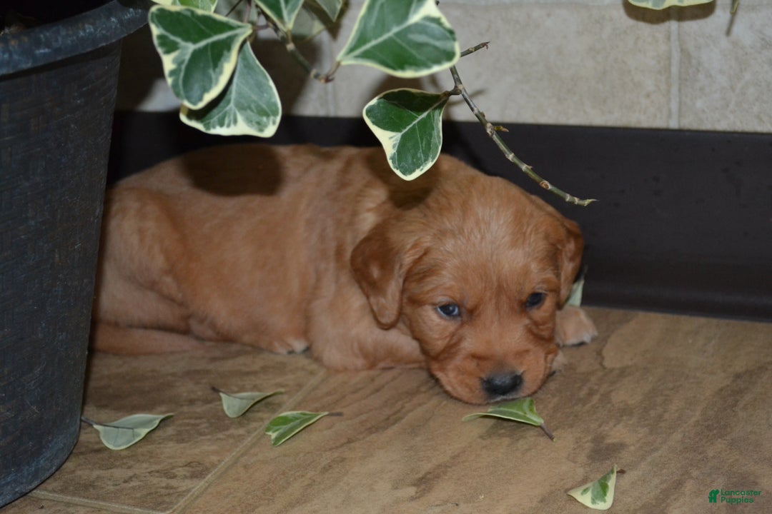 Golden Retriever dogs for sale: Bambi - Ad 3