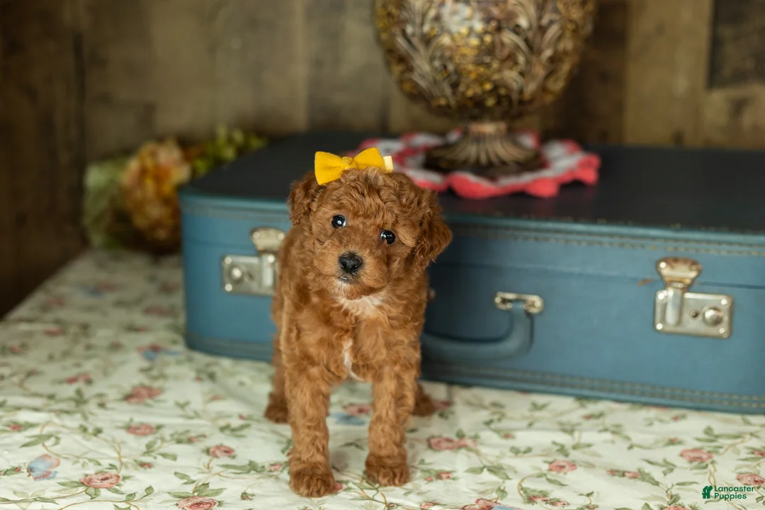 Mixed Breed dogs for sale: Kimberly  - Ad 3