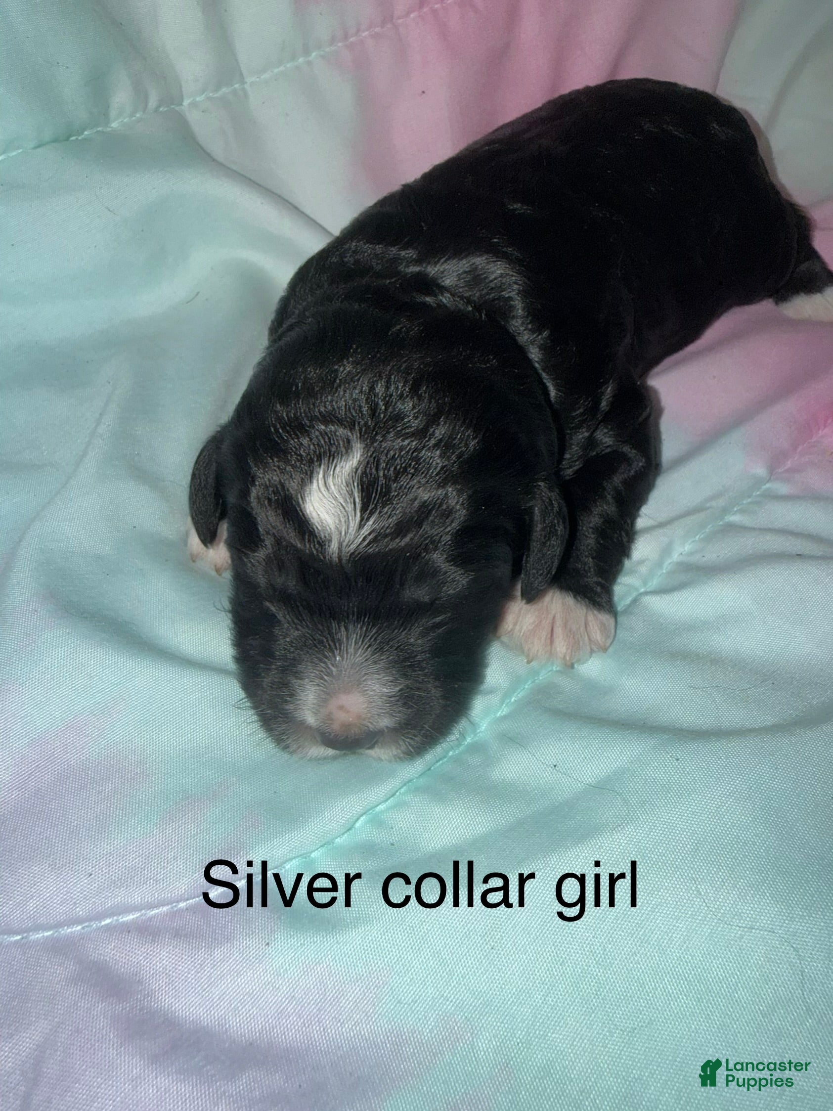 Mixed Breed dogs Silver collar girl  - Ad 1
