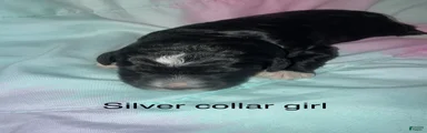 Silver collar girl 