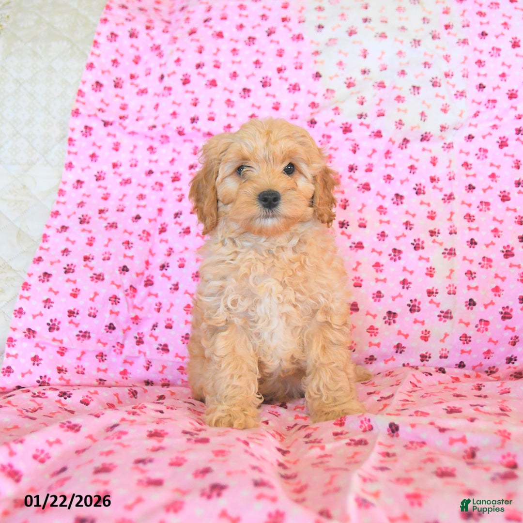 Cockapoo dogs for sale: Maple   - Ad 2