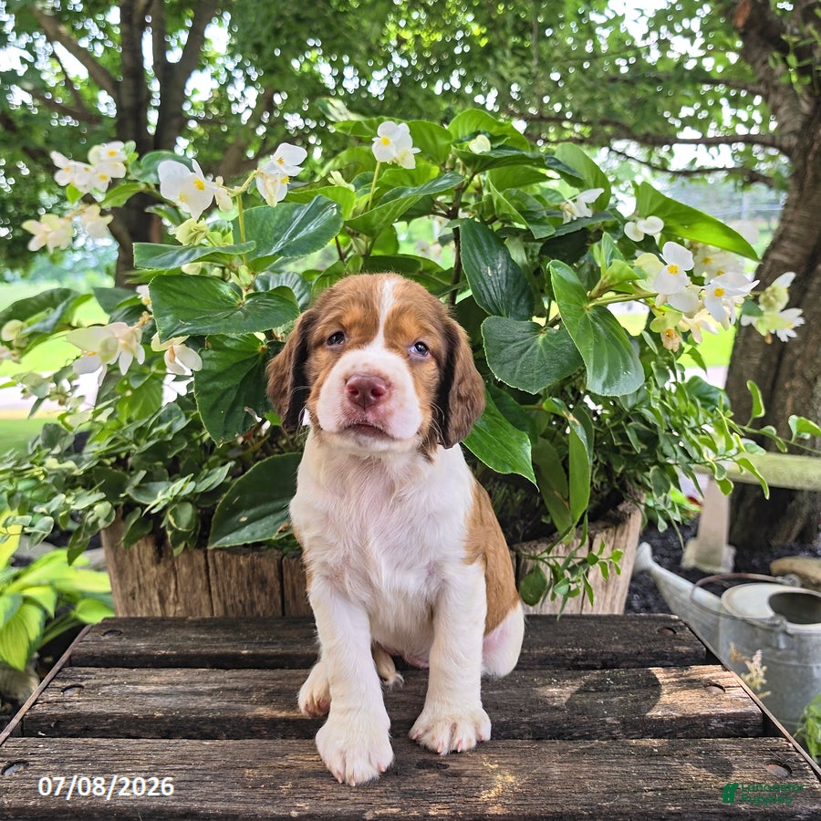 English Springer Spaniel dogs Willow - Ad 2