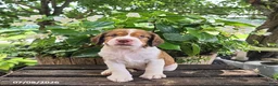 English Springer Spaniel dogs for sale: Willow - Ad 2