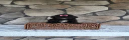 Shihpoo dogs for sale: Shelly - Ad 7