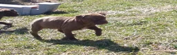 American Bully dogs for sale: Sarah Hildebrandt - Ad 2
