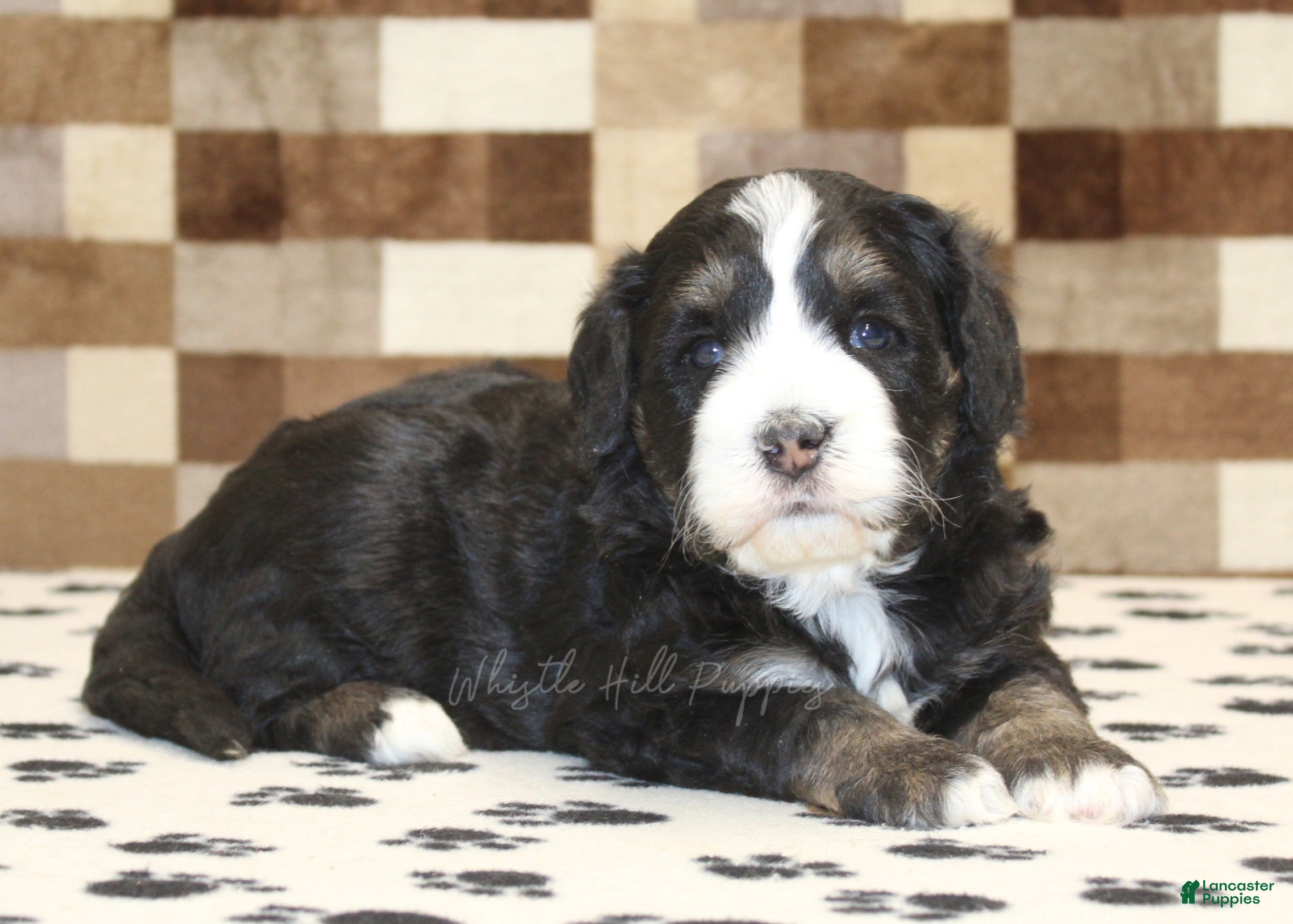 Mini Bernedoodle dogs Alex - Ad 2