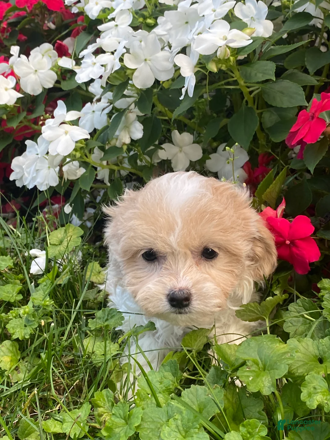Havanese dogs for sale: Heidi  - Ad 2