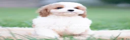 Cavapoo dogs for sale: Jett - Ad 5