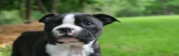 Boston Terrier dogs for sale: Banjo - Ad 3
