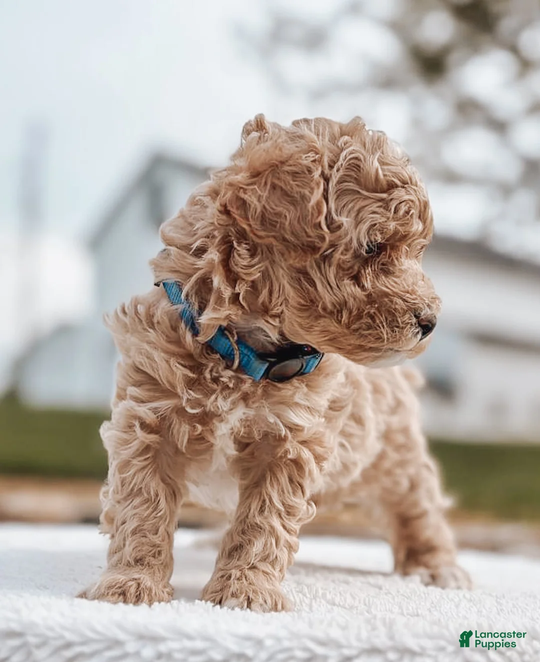 Maltipoo dogs for sale: Charlie - Ad 2