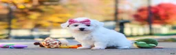 Havanese dogs for sale: Lilah - Ad 5