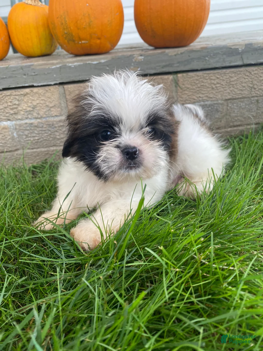 Shih Tzu dogs for sale: Oliver - Ad 2
