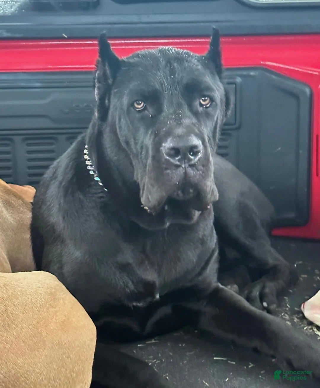 Cane Corso dogs for sale: Cane Corso 3 - Ad 2