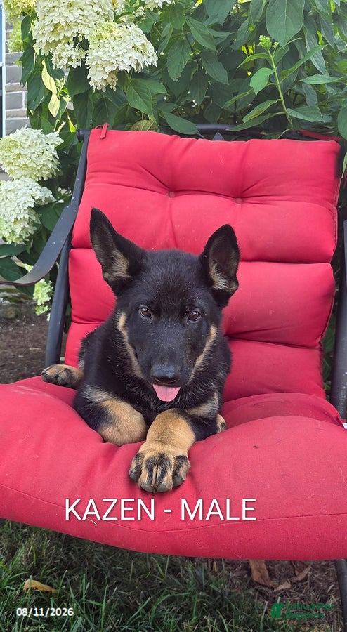 German Shepherd dogs Kazen - Ad 42