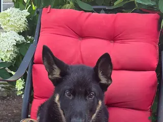 German Shepherd dogs Kazen - Ad 42