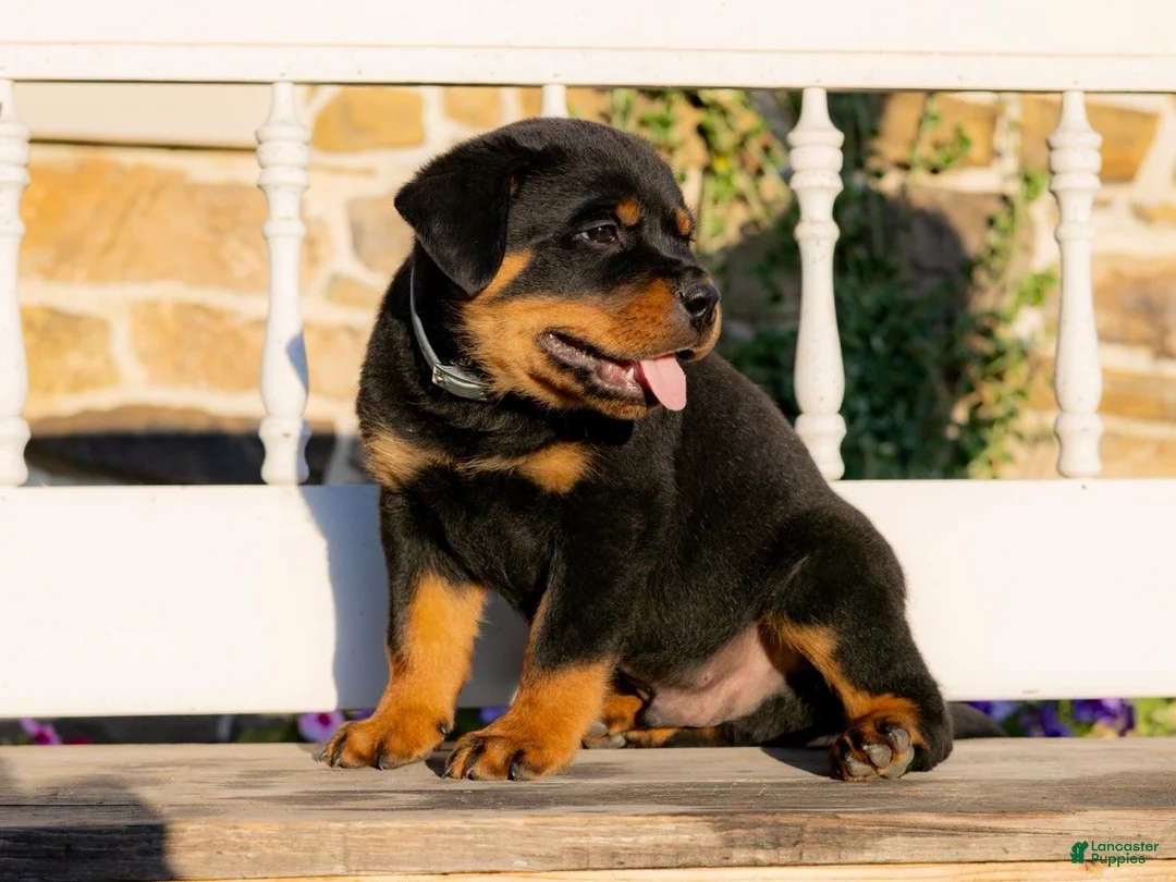 Rottweiler dogs for sale: Stella - Ad 2
