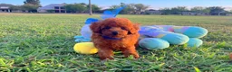 Toy Poodle dogs for sale: Teddy - Ad 3