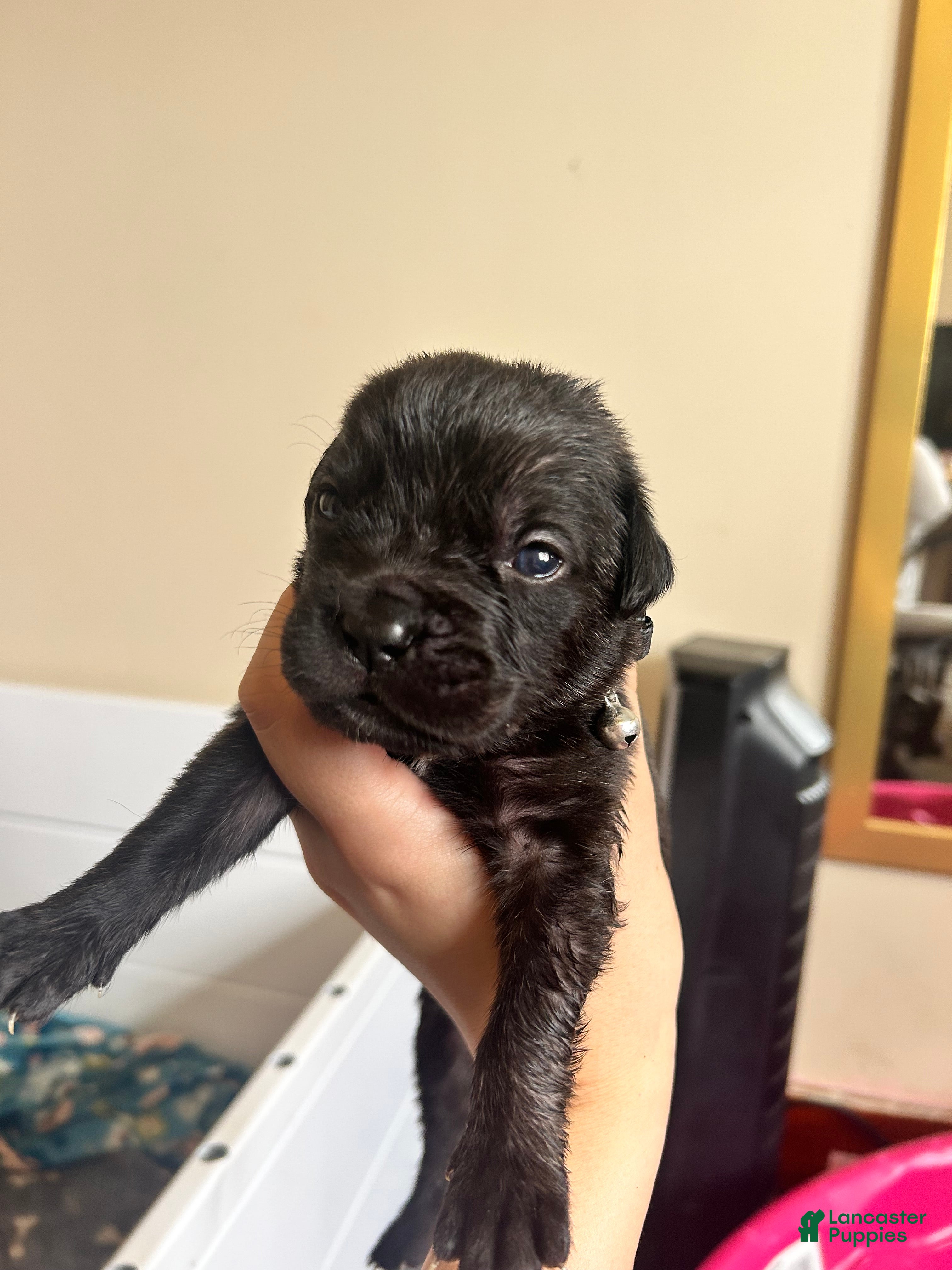 Cane Corso dogs Moon - Ad 34